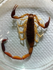 Centruroides edwardsii