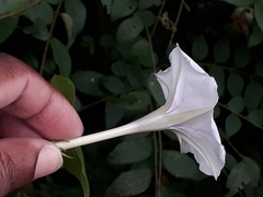 Ipomoea muricata