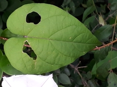 Ipomoea muricata