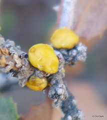 Cerococcus quercus