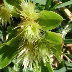 Alternanthera pungens