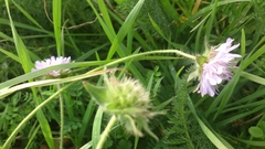 Knautia arvensis