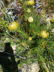 Leucospermum lineare