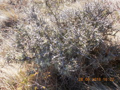 Usnea subgracilis