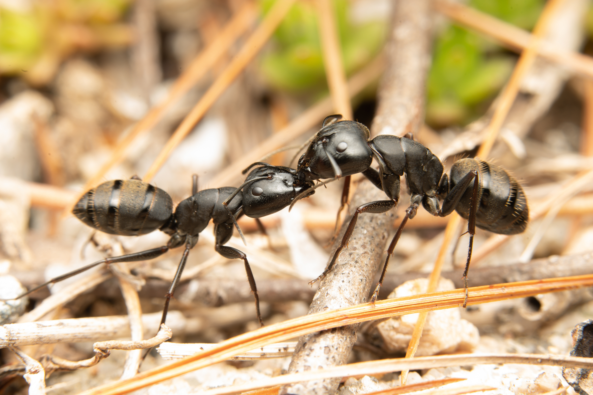 Camponotus japonicus Mayr, 1866