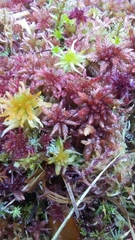 Sphagnum magellanicum