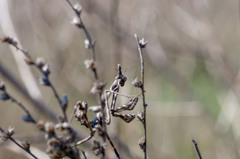 Empusa pennicornis