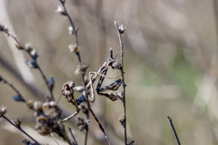 Empusa pennicornis