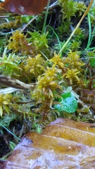 Sphagnum inundatum