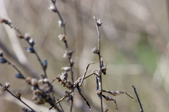 Empusa pennicornis