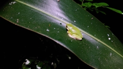 Zhangixalus taipeianus