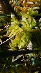 Sphagnum squarrosum