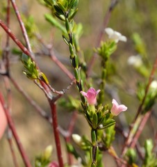 Lachnaea gracilis
