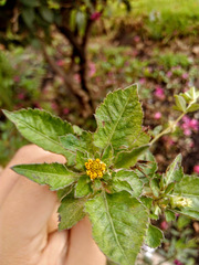 Bidens
