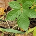 photo of Plants (Plantae)