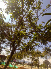 Prunus persica