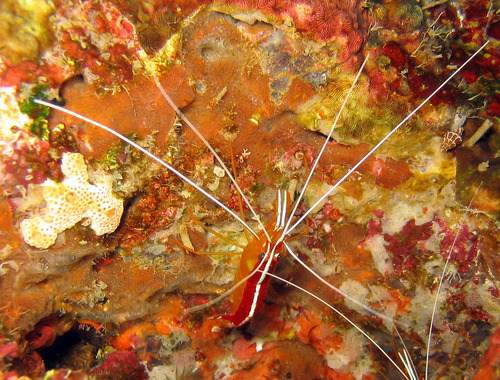 Whip Coral Shrimp