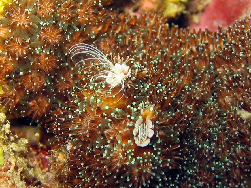 Pyrgomatinae