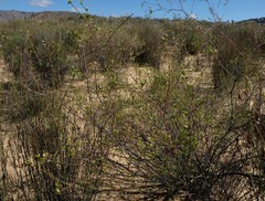 Lachnaea gracilis