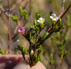 Lachnaea gracilis