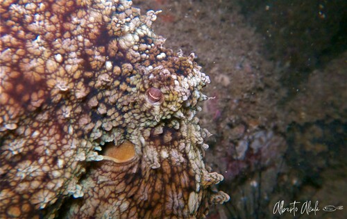 Hubb's Octopus