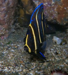 Cortez Angelfish photo 4