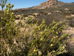 Leucadendron brunioides brunioides