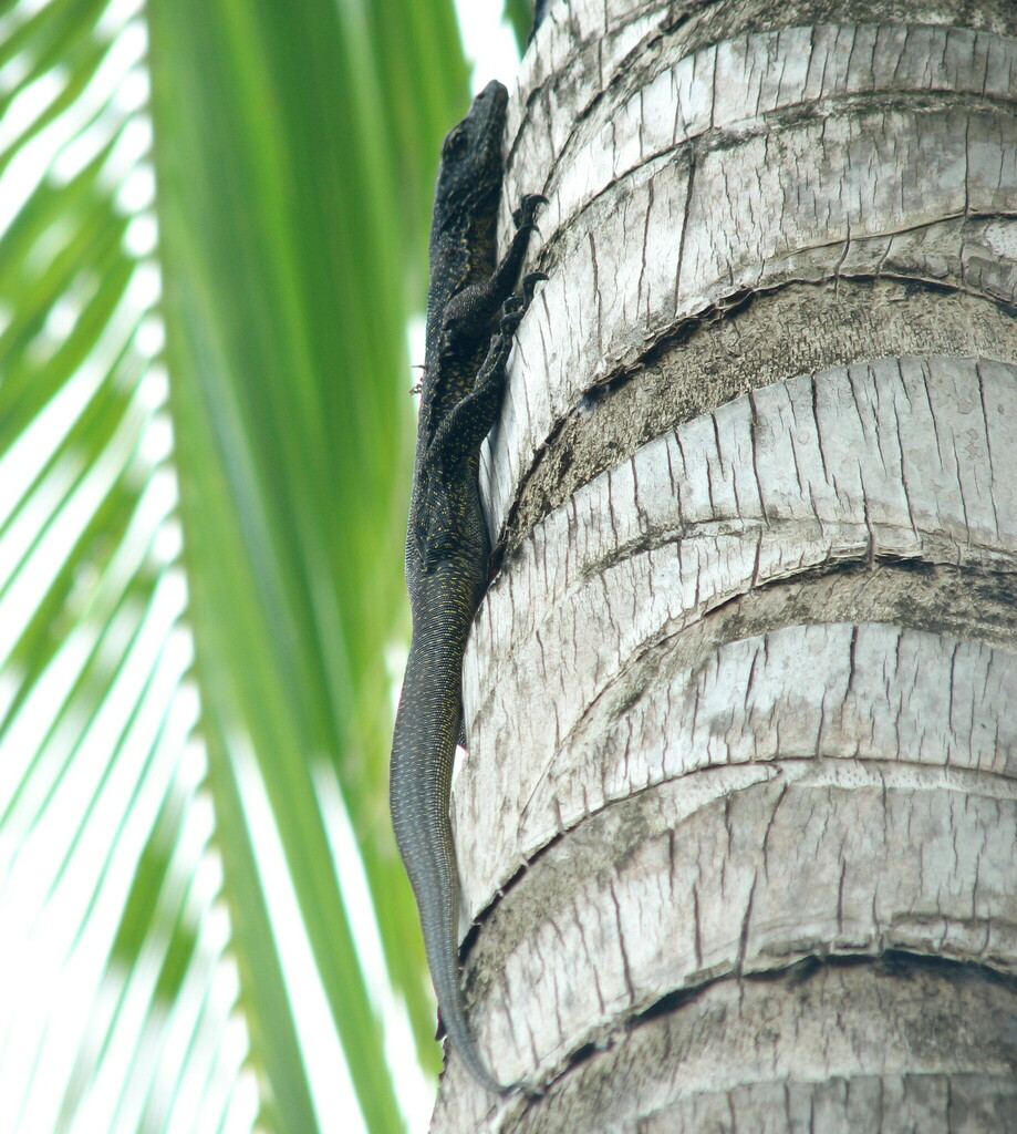 Mangrove Monitor from Saibai Island QLD 4875, Australia on October 11, 2007 at 0842 AM by