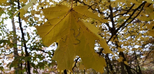 photo of Sugar Maple (Acer saccharum)