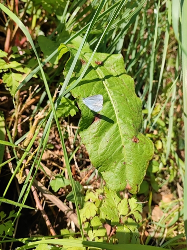 Celastrina argiolus