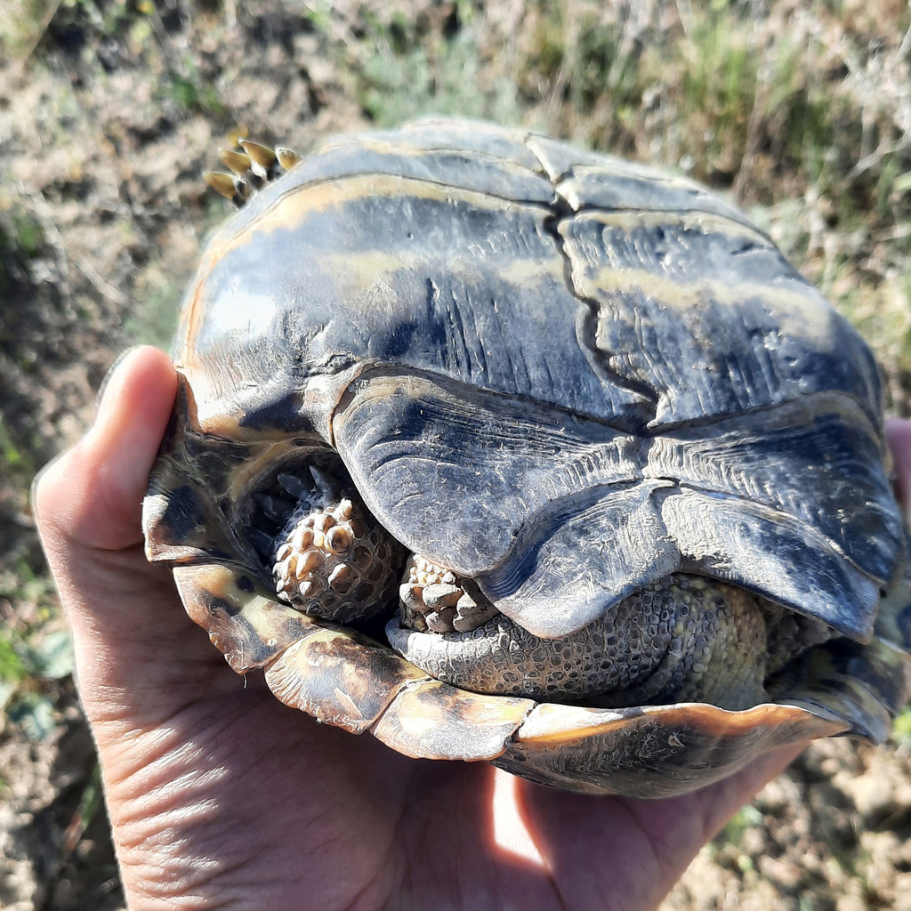 Afghan Tortoise in March 2023 by Kudaibergen Amirekul · iNaturalist