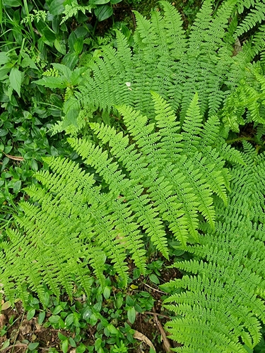 Athyrium image