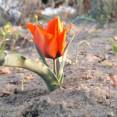 Tulipa lehmanniana