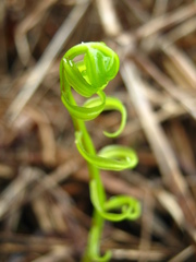 Stenochlaena palustris