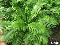 Blechnum gibbum