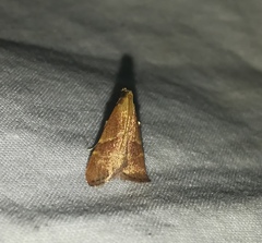 Arta epicoenalis
