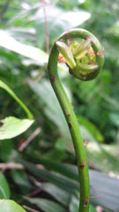 Stenochlaena palustris