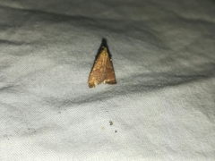 Arta epicoenalis