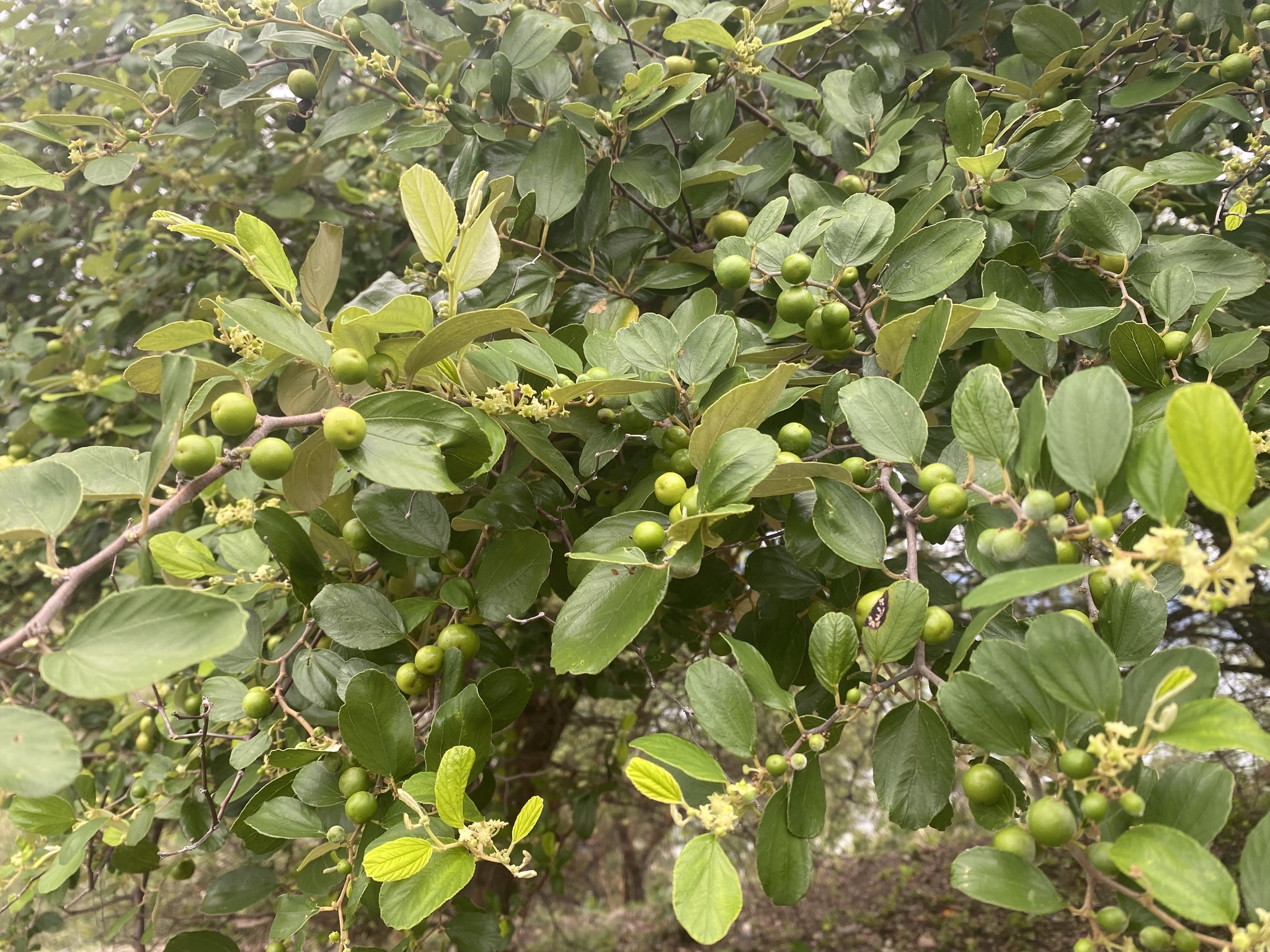 Ziziphus mauritiana Lam.