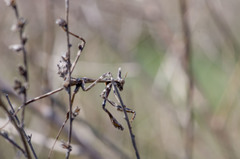 Empusa pennicornis