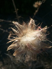 Cirsium occidentale