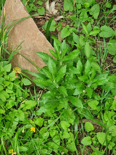 Erigeron image