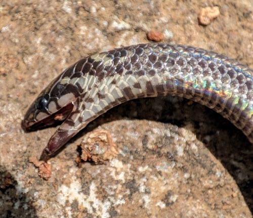 Striped Narrow-headed Snake