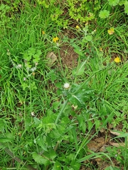 Sonchus oleraceus image