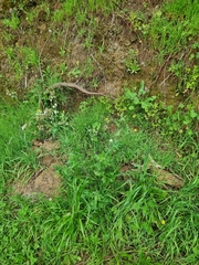 Sonchus oleraceus image