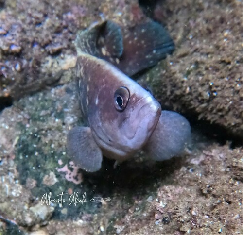 Blackfin Soapfish