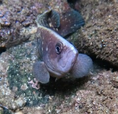 Twice-Spotted Soapfish photo 1