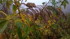 Muscardinus avellanarius