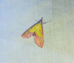 Choristostigma perpulchralis