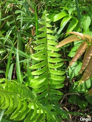 Nephrolepis acutifolia